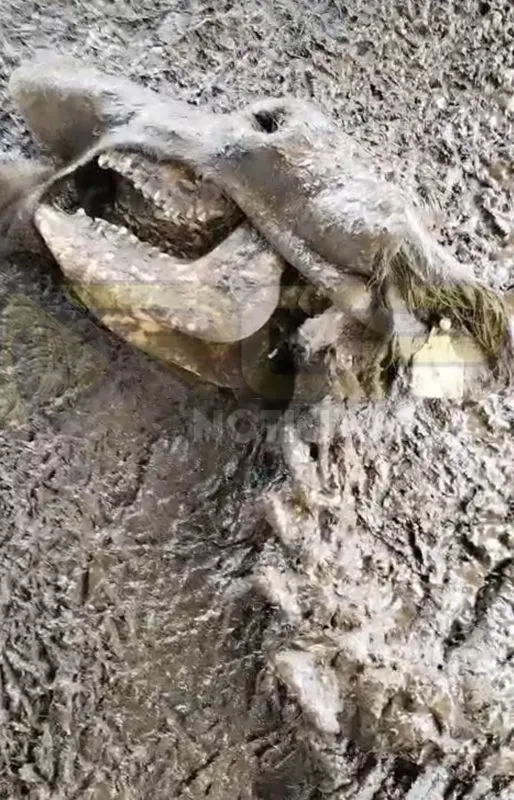 ALERTA GANADEROS, CUATREROS ATACAN EN LA FORTUNA DE SAN CARLOS