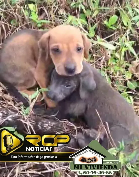 FUERZA PÚBLICA RESCATA CINCO CACHORROS ABANDONADOS EN GARABITO DE AGUAS ZARCAS