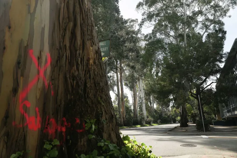 Burlingame to Remove Historic Eucalyptus Trees