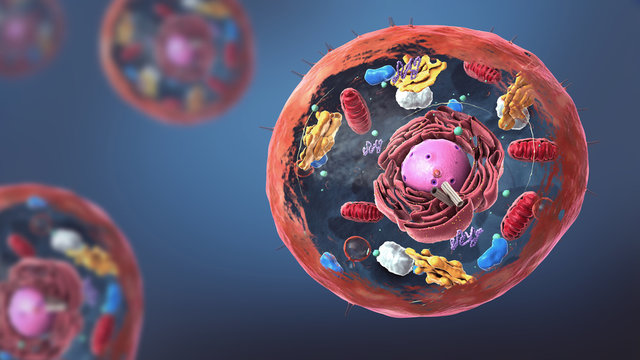 Basics of Cell Biology / செல் உயிரியலின் அடிப்படைகள்