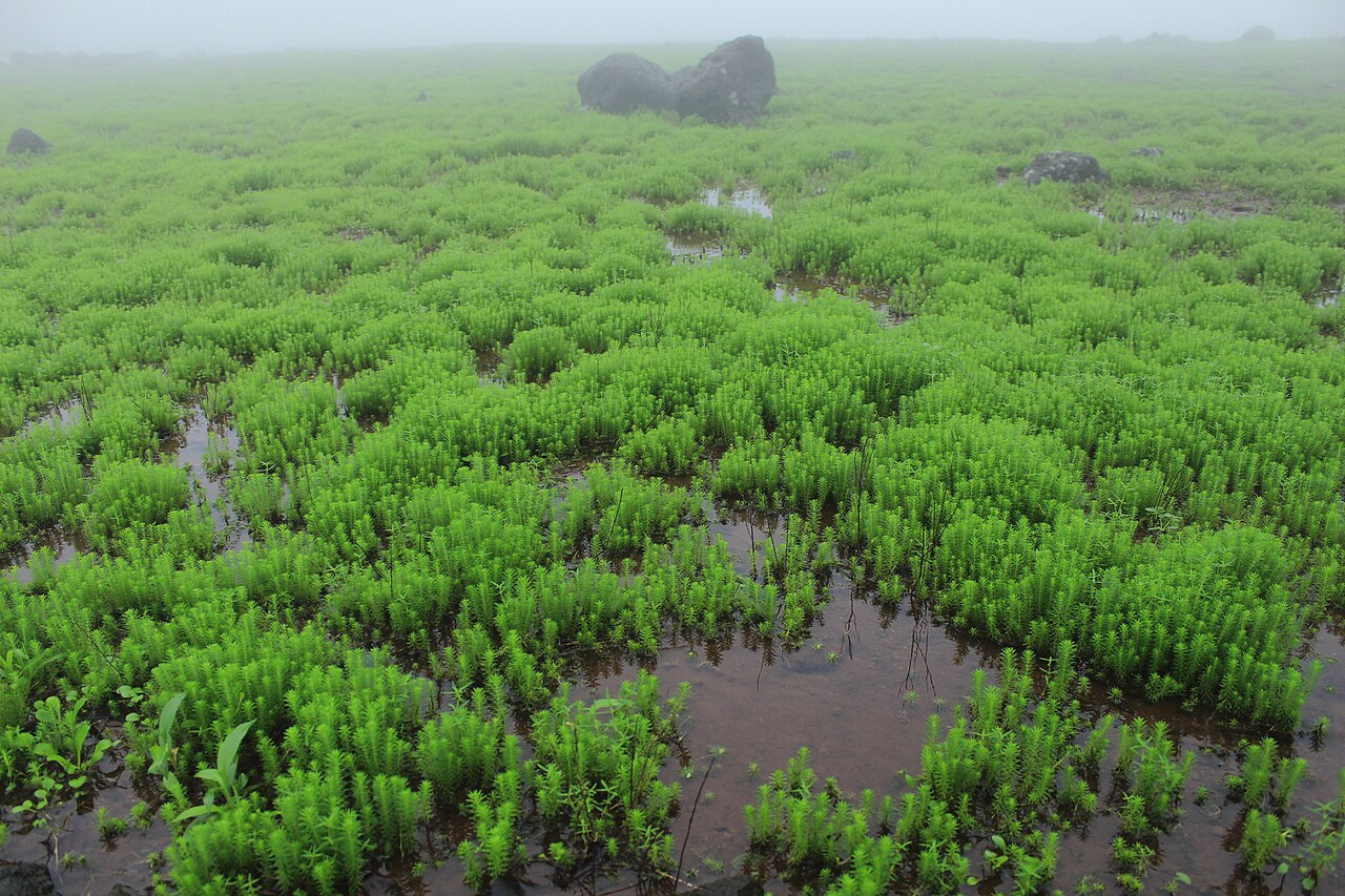 दक्षिण आशियाई मान्सून: विज्ञान, कार्यपद्धती आणि प्रभाव / The Indian Monsoon