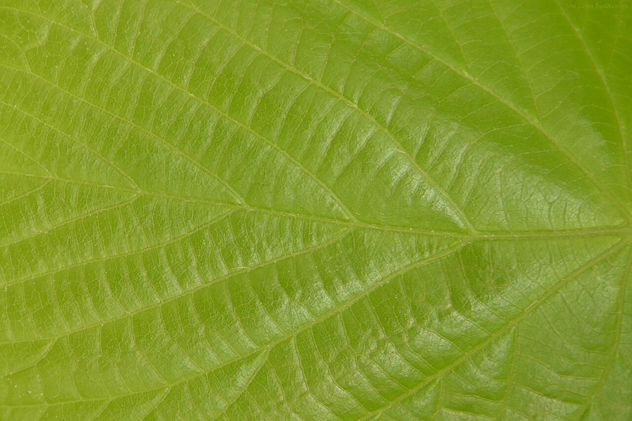 प्रकाश संश्लेषण: जीवन का ऊर्जा आधार / Photosynthesis: How Plants Make Food