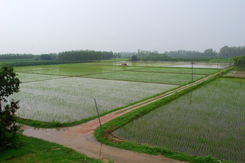 ಭಾರತದ ಹಸಿರು ಕ್ರಾಂತಿ: ಇತಿಹಾಸ ಮತ್ತು ಪ್ರಭಾವ / The Green Revolution in India
