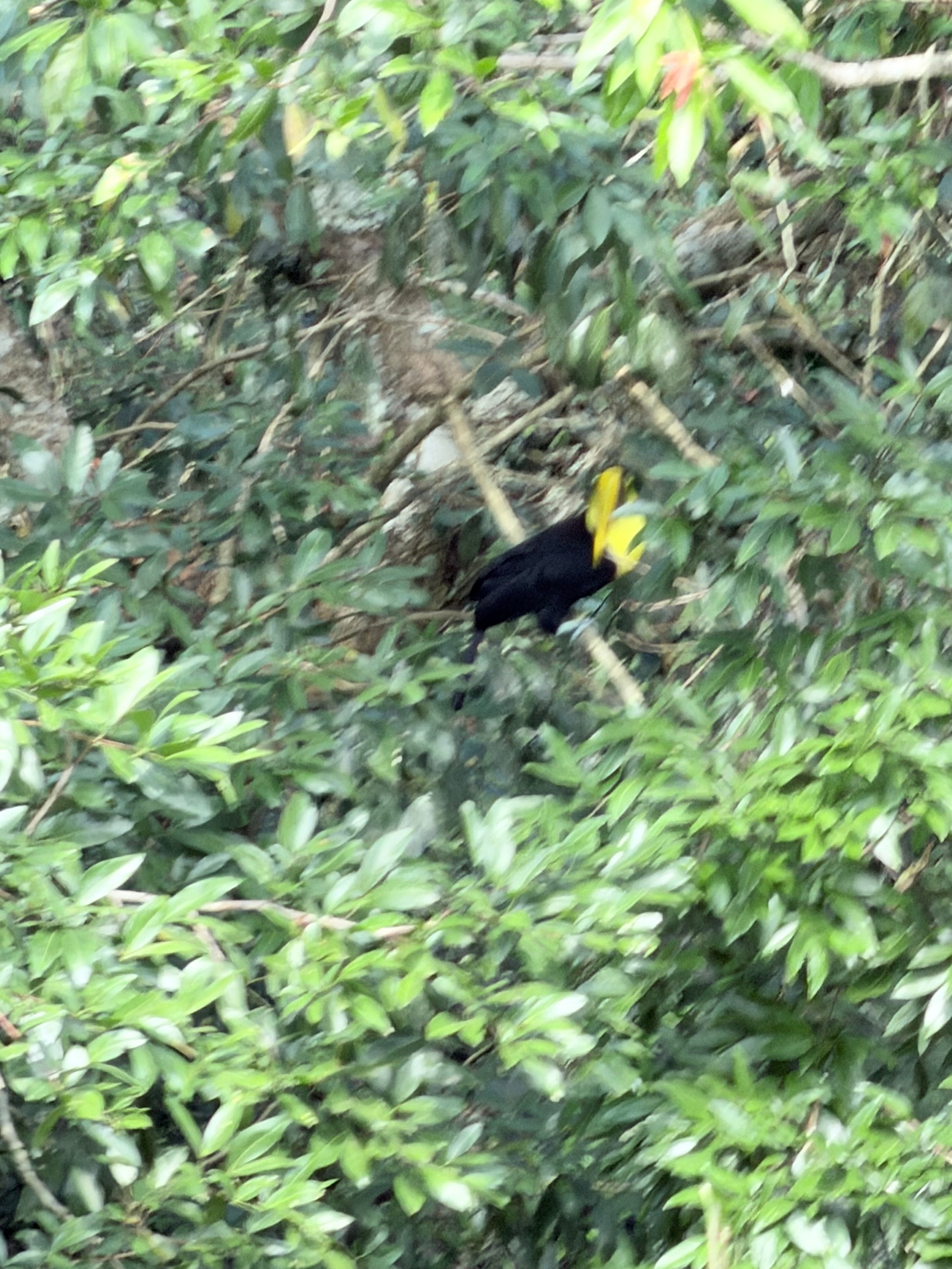 Tree-Dwelling BirdBrain