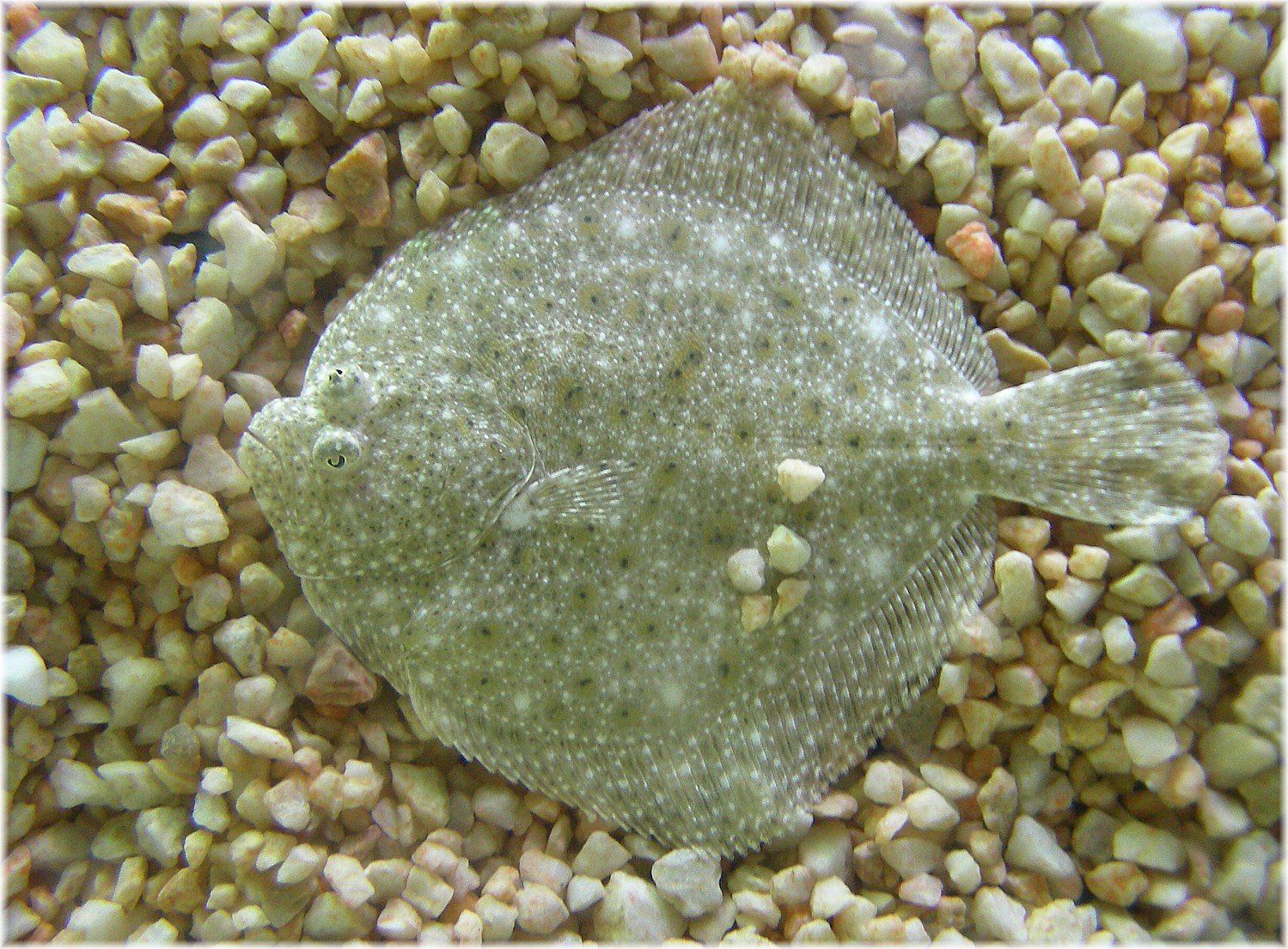 Rodaballo Rodaballo