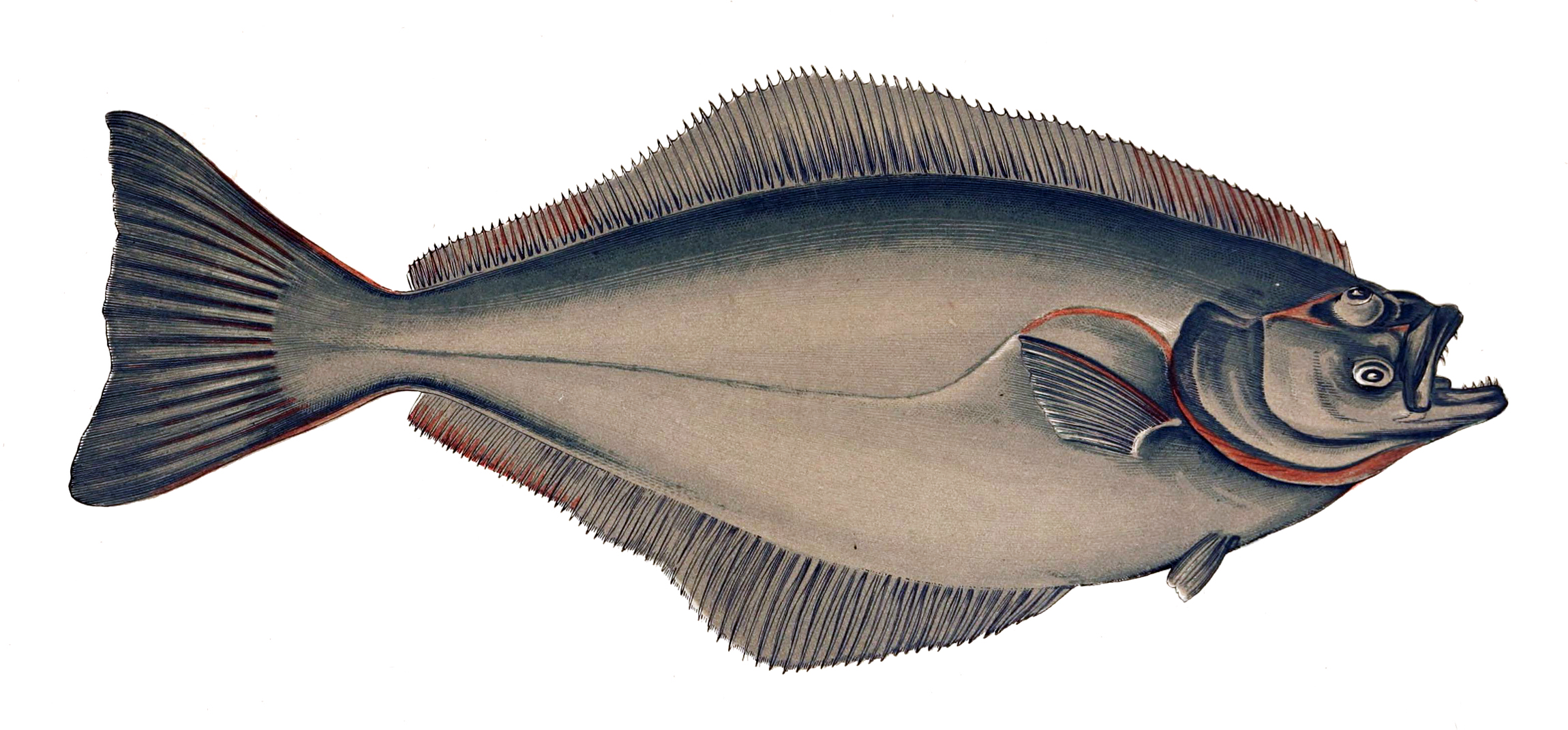 Fletán