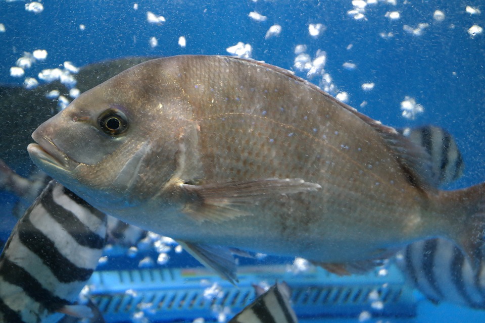 Sea bream