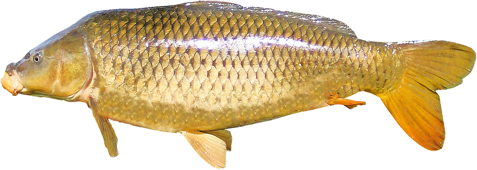 Carpa