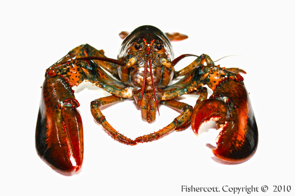 Bogavante