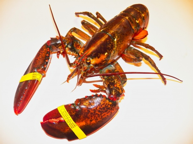 Langosta