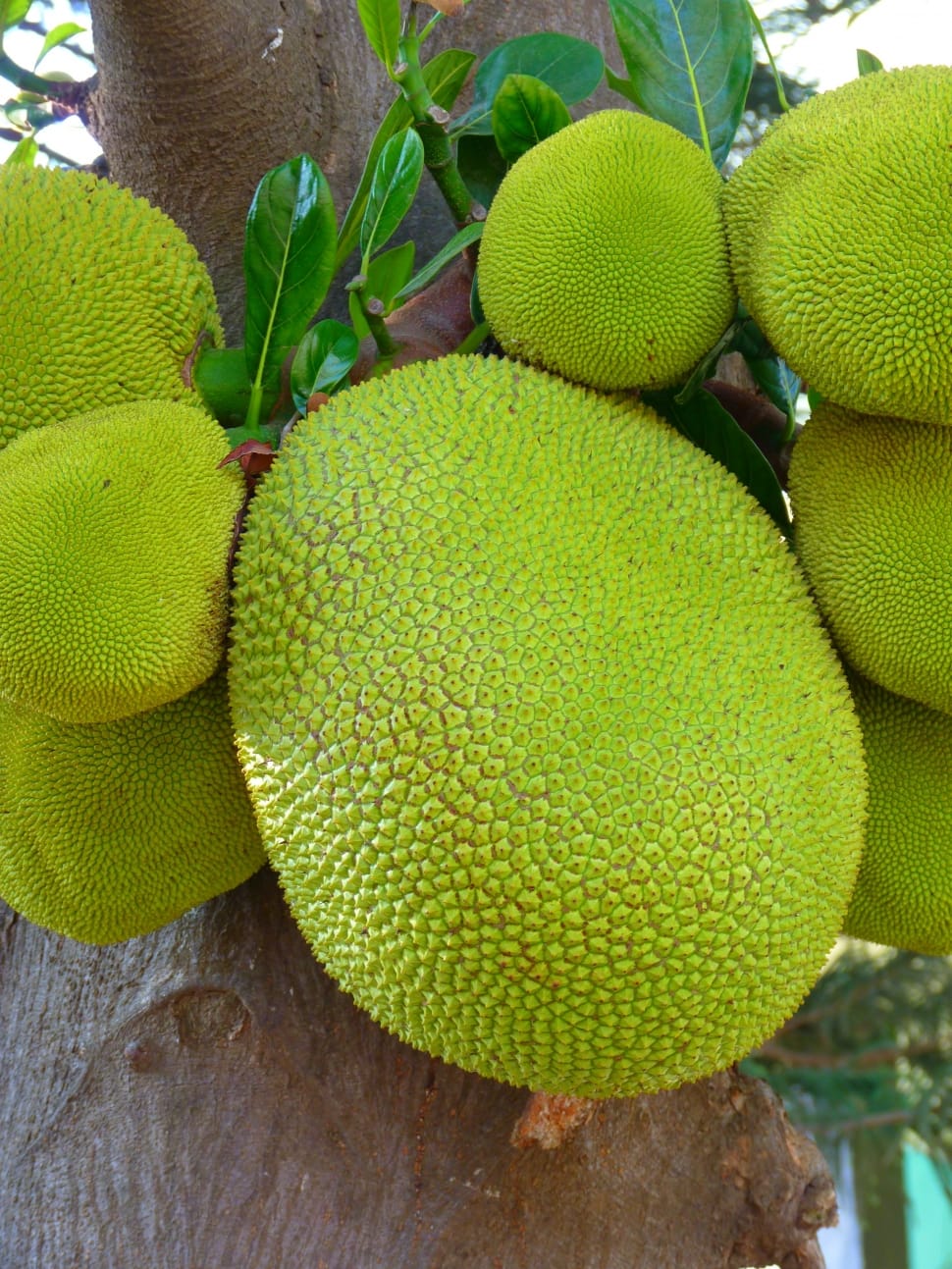 Jackfruit