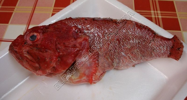 Pesce scorpione