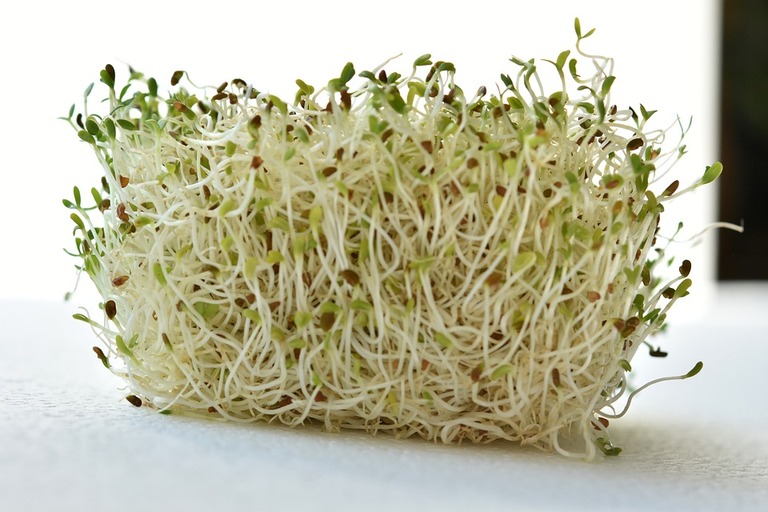 Germinados de alfalfa