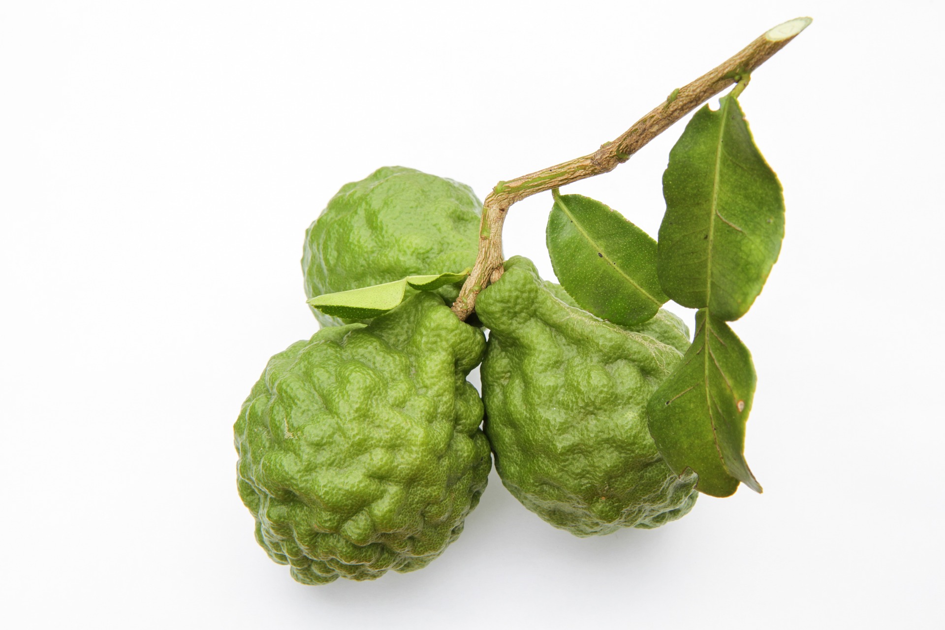 Hojas de lima kaffir