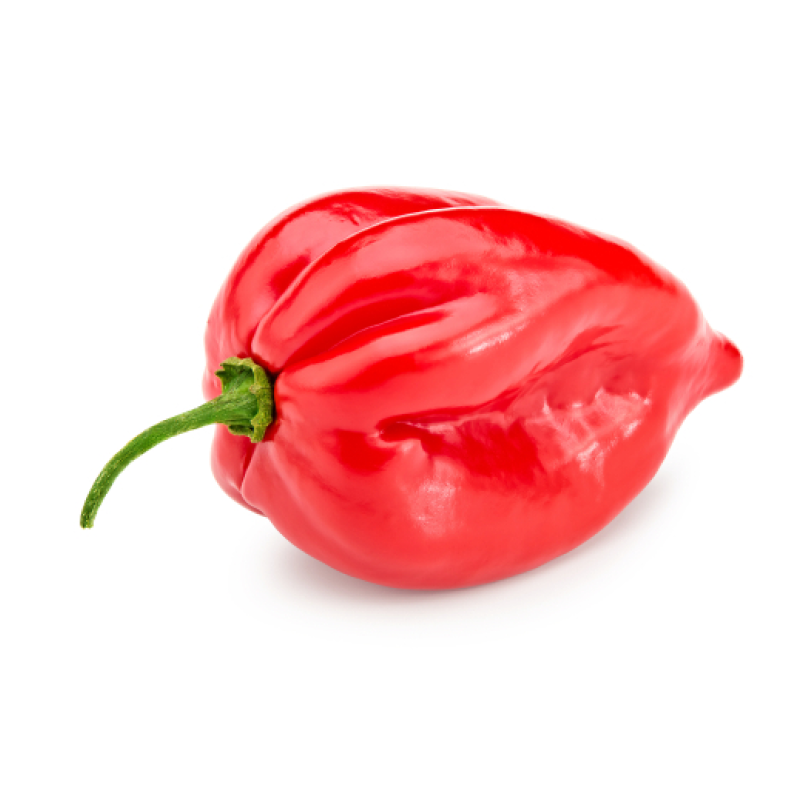 Chile habanero Chile habanero