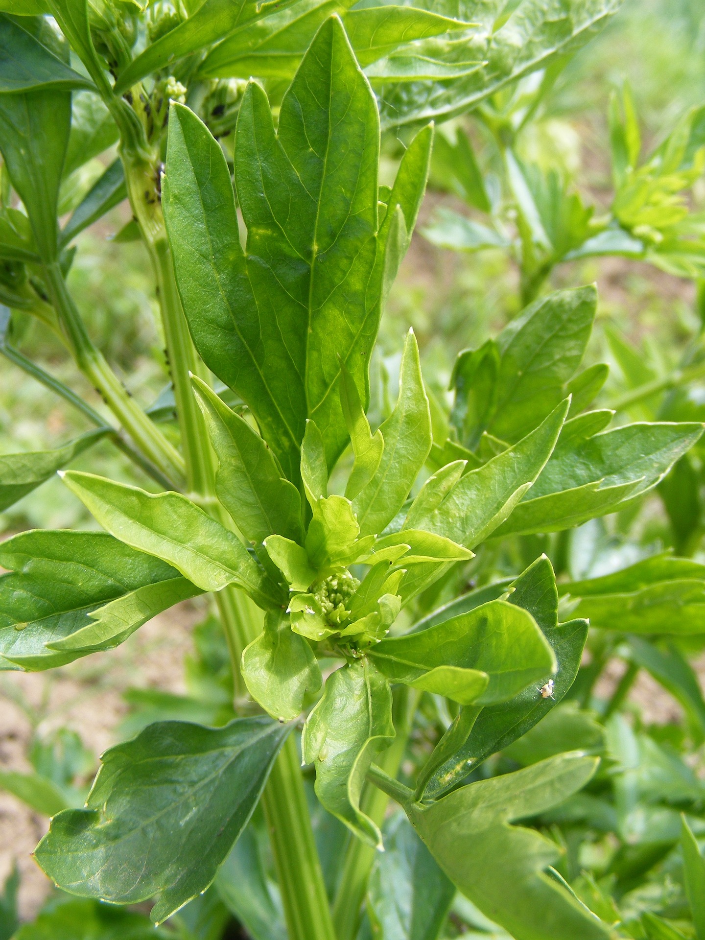 Apio del monte