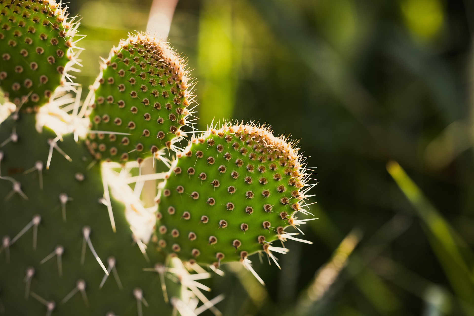 Nopales