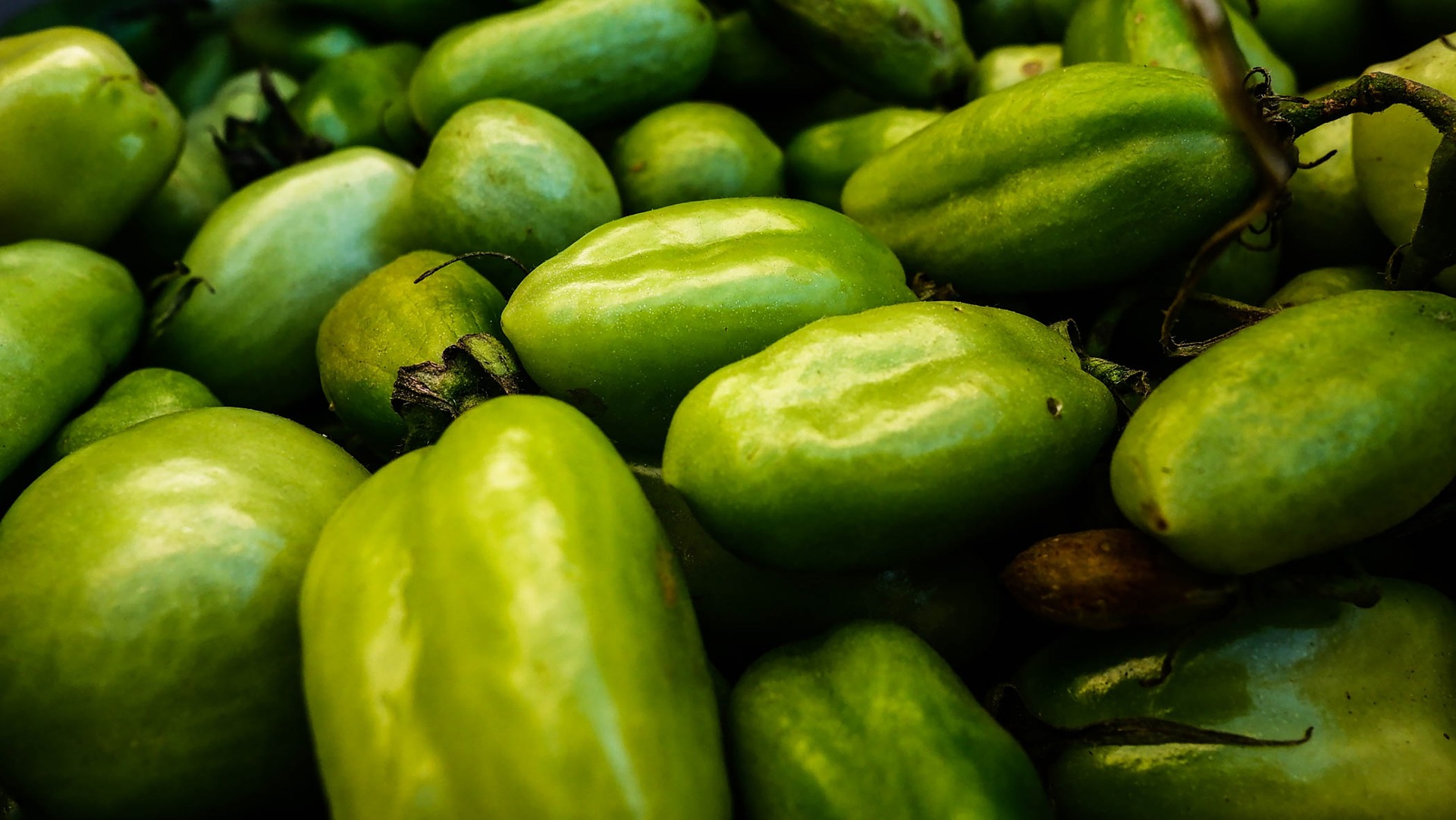 Tomatillo verde