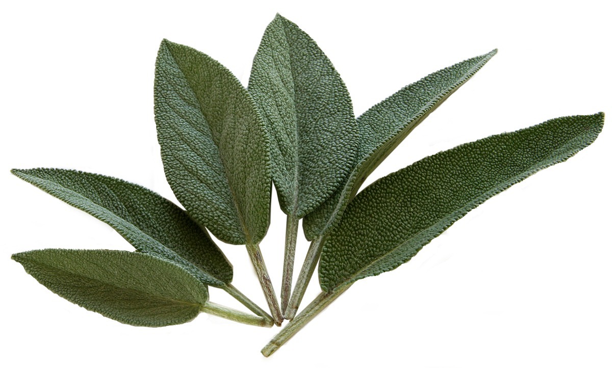 Salvia