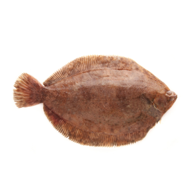 Sole