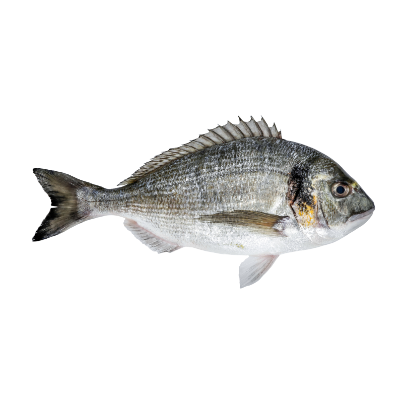 Dorada
