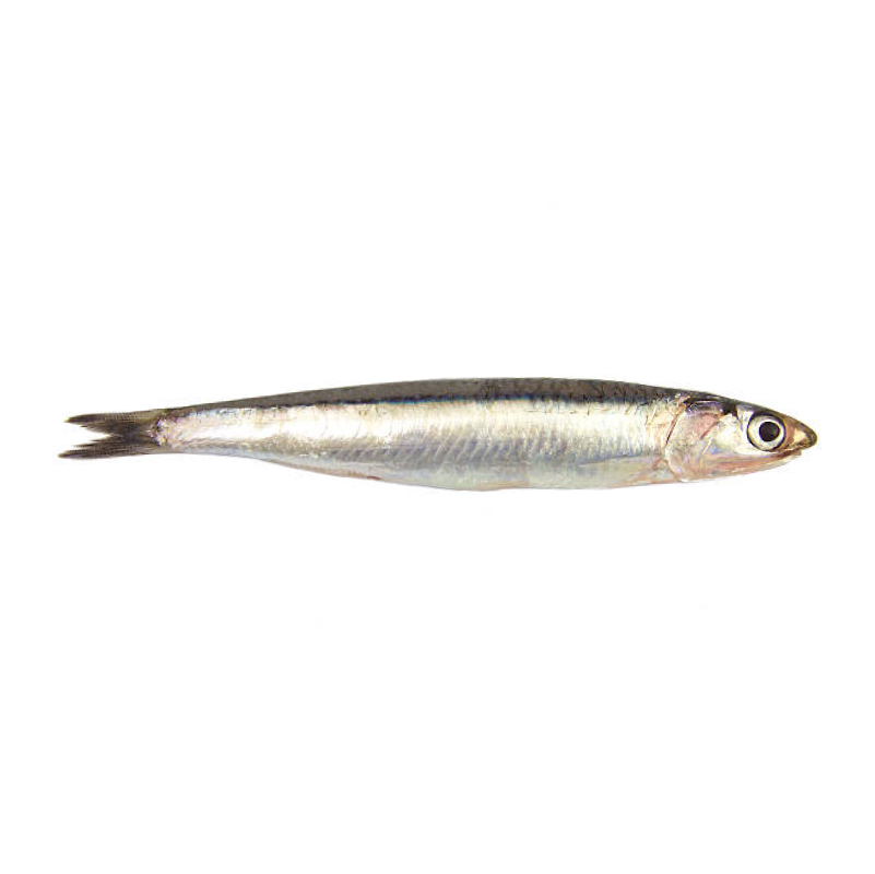 Anchoa