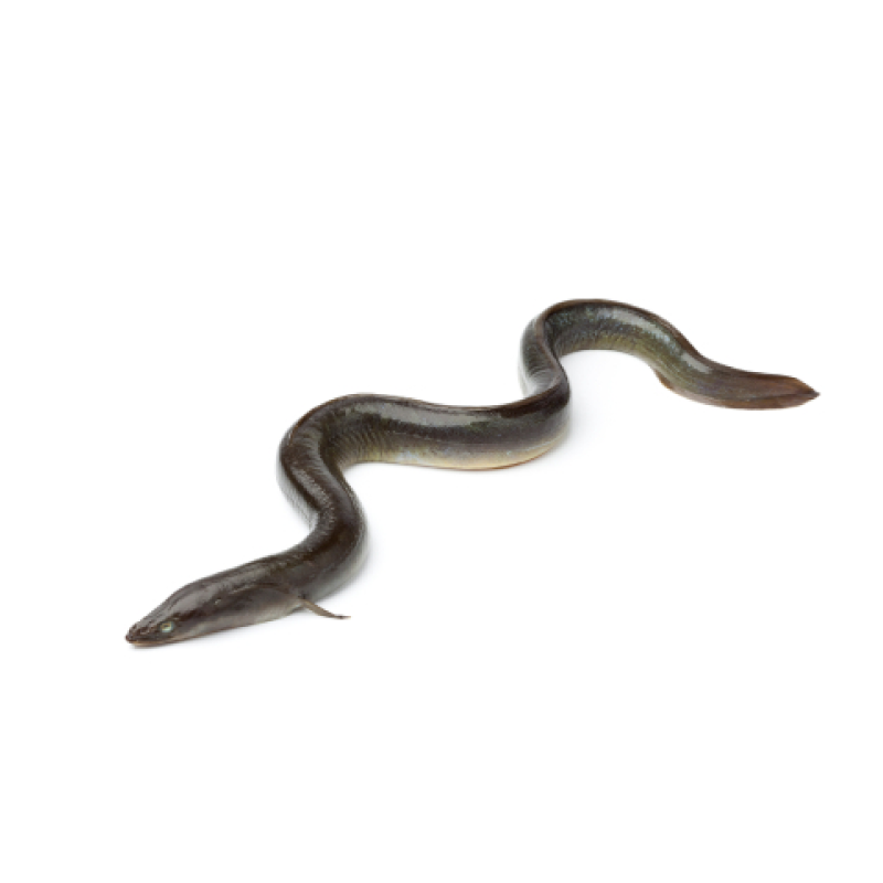 Anguila Anguila