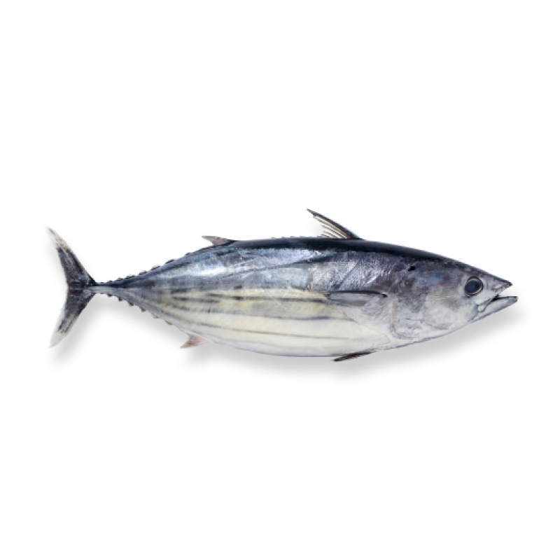 Bonito