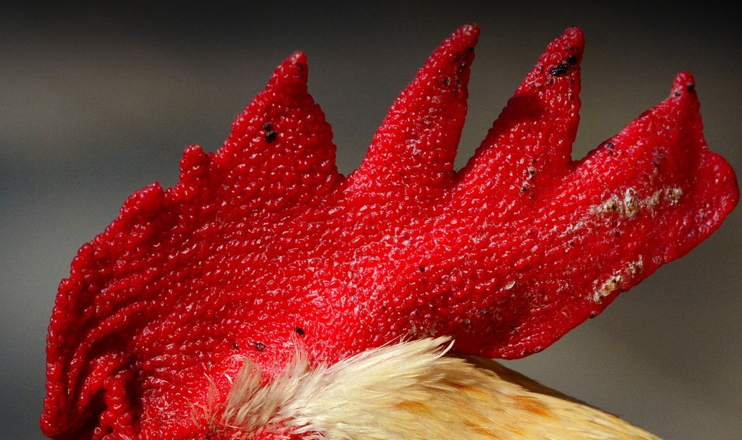 Crestas de gallo