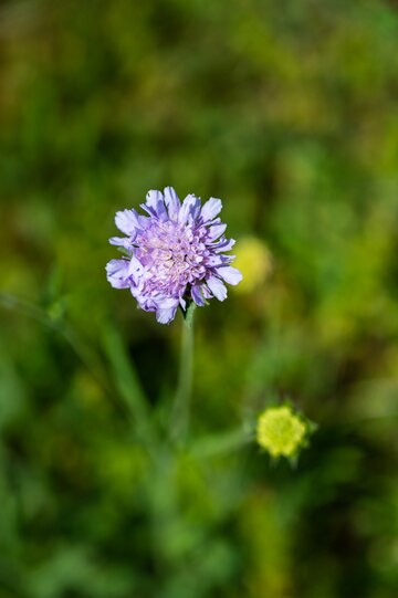 Flor de cebollino
