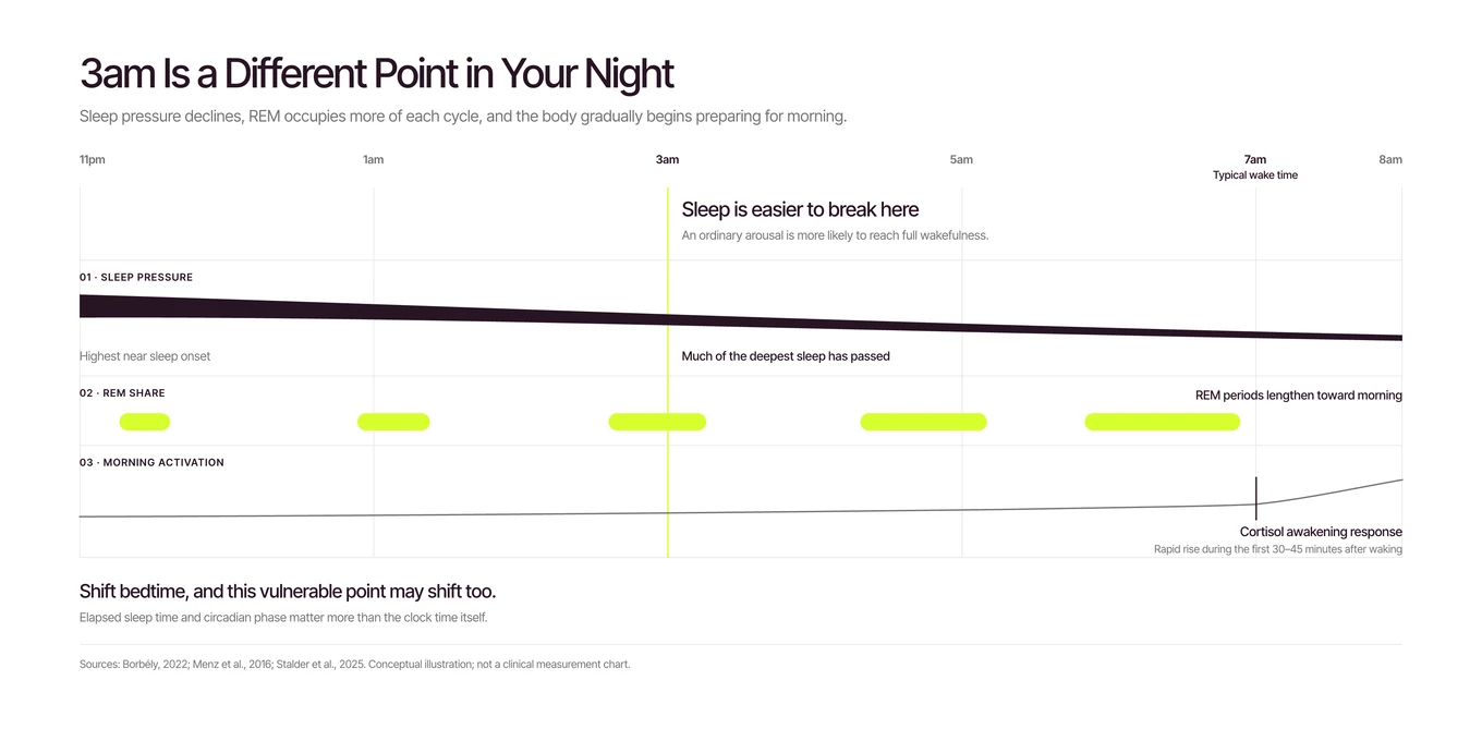Timeline of one night from 11pm to 8am showing sleep pressure declining, REM periods lengthening toward morning and the cortisol awakening response rising before wake time, with 3am marked as the point where sleep is easiest to break