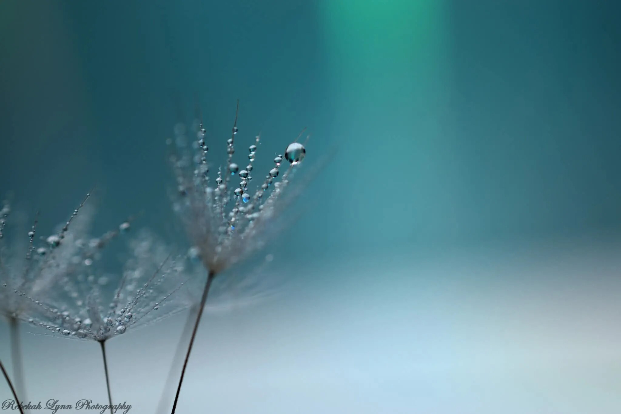 Dandelion Dreams, photo 2