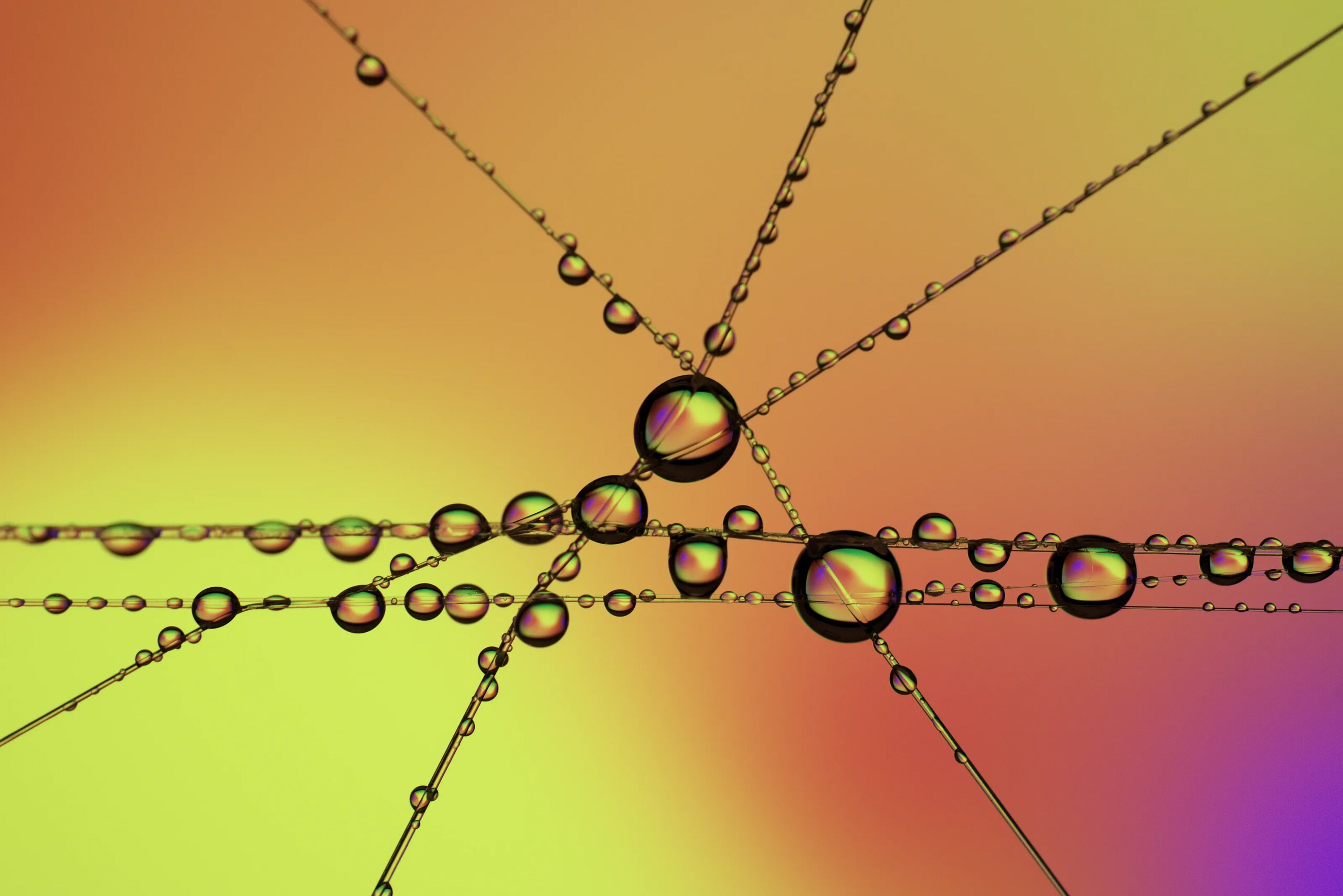 Dew Lines, photo 1