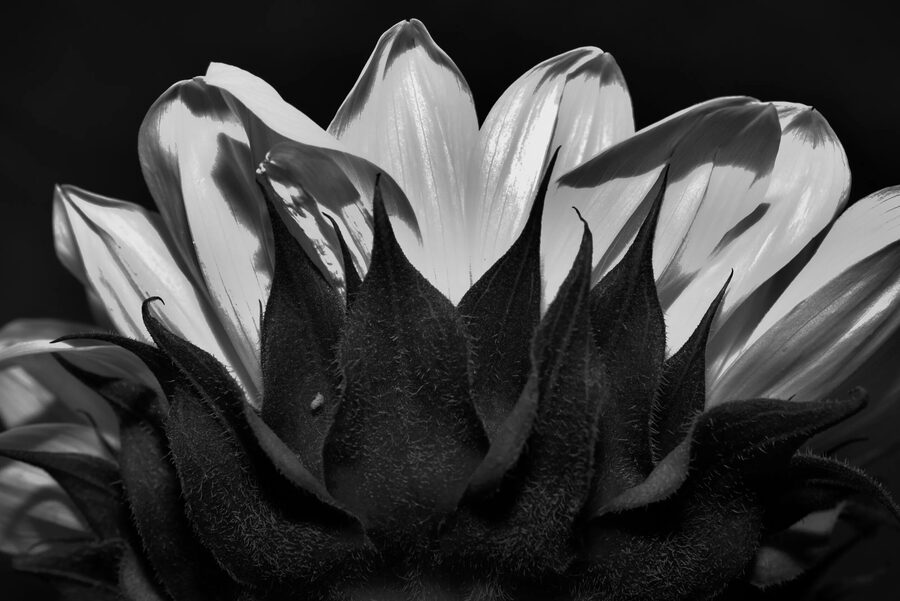 Florals, photo 7