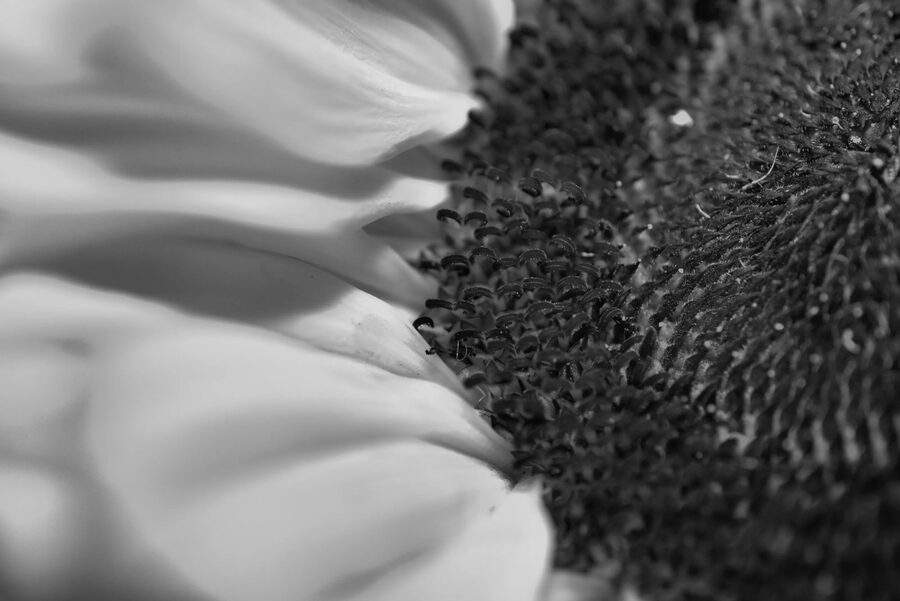 Florals, photo 6