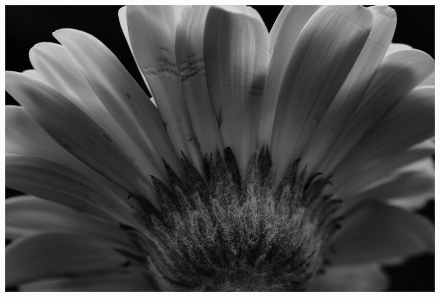 Florals, photo 2