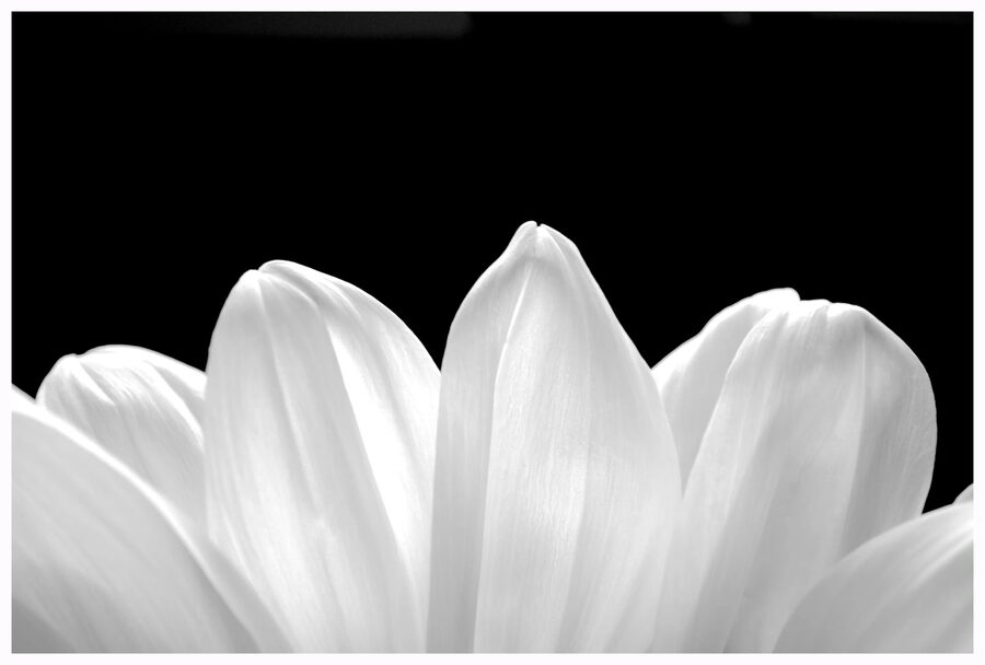 Florals, photo 1