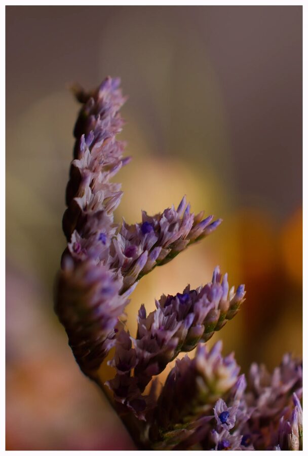 Faded Blooms, photo 11