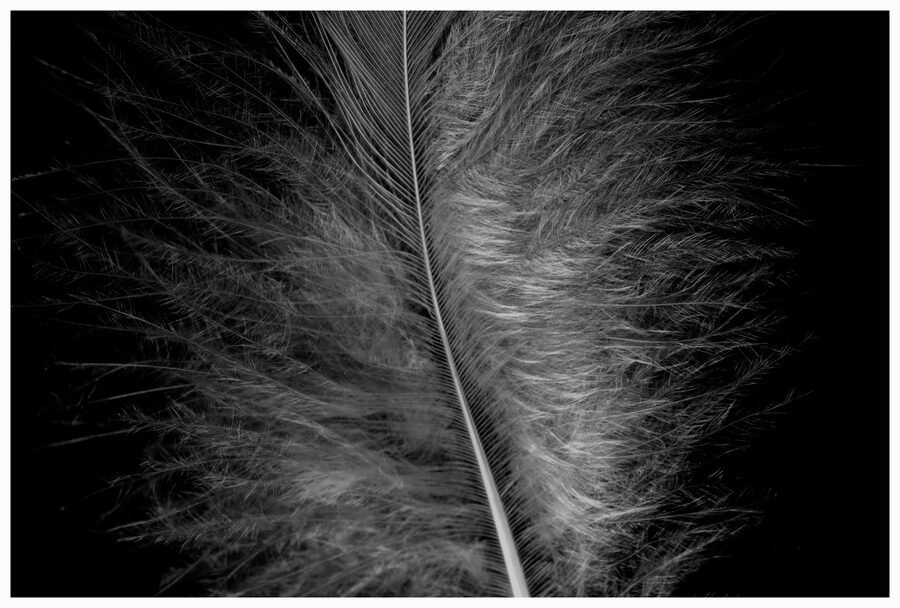Feathers, photo 7