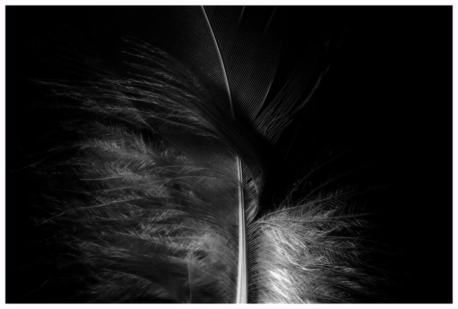Feathers, photo 6