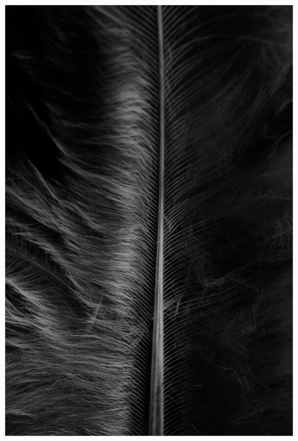 Feathers, photo 5