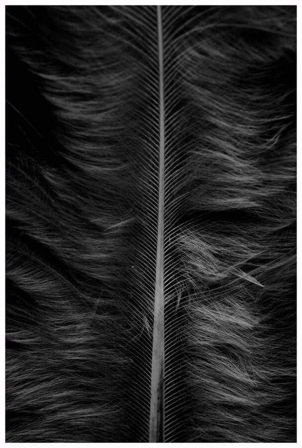 Feathers, photo 4
