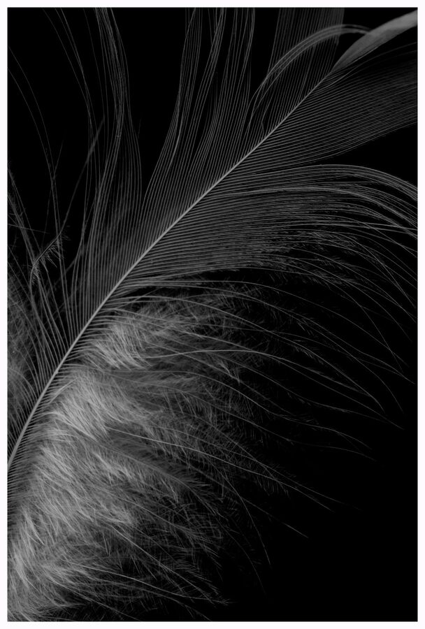 Feathers, photo 3