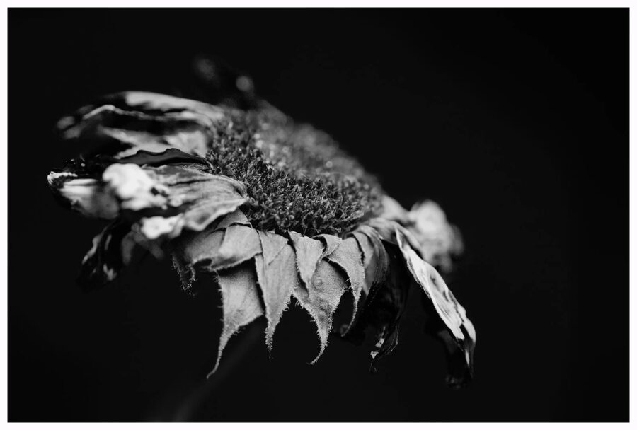 Faded Blooms, photo 9