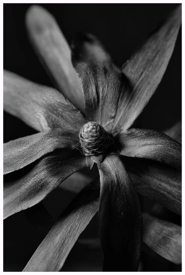 Faded Blooms, photo 8