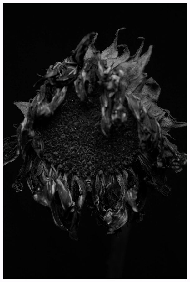 Faded Blooms, photo 7