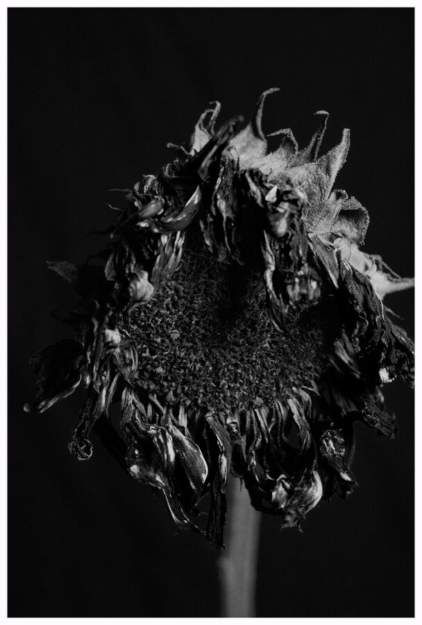 Faded Blooms, photo 6