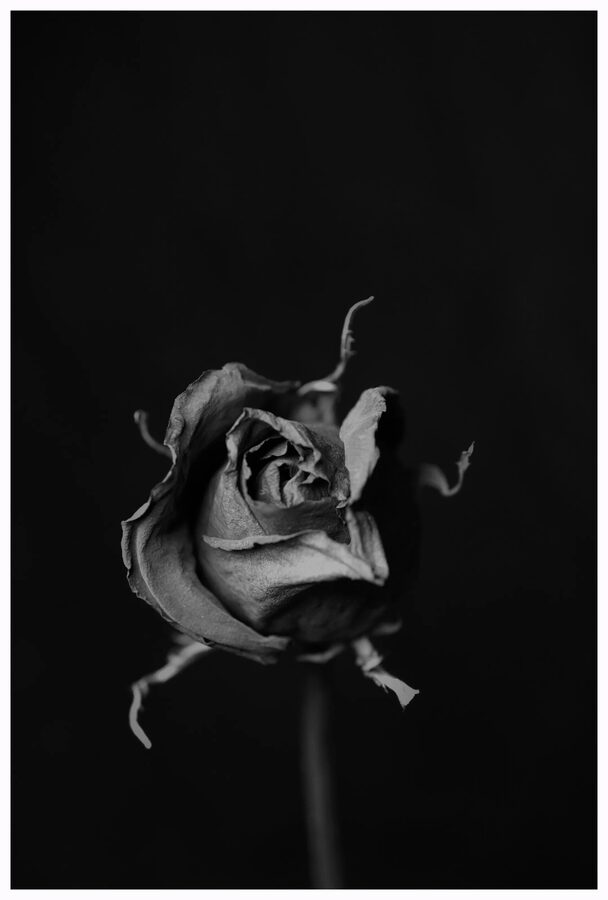 Faded Blooms, photo 5
