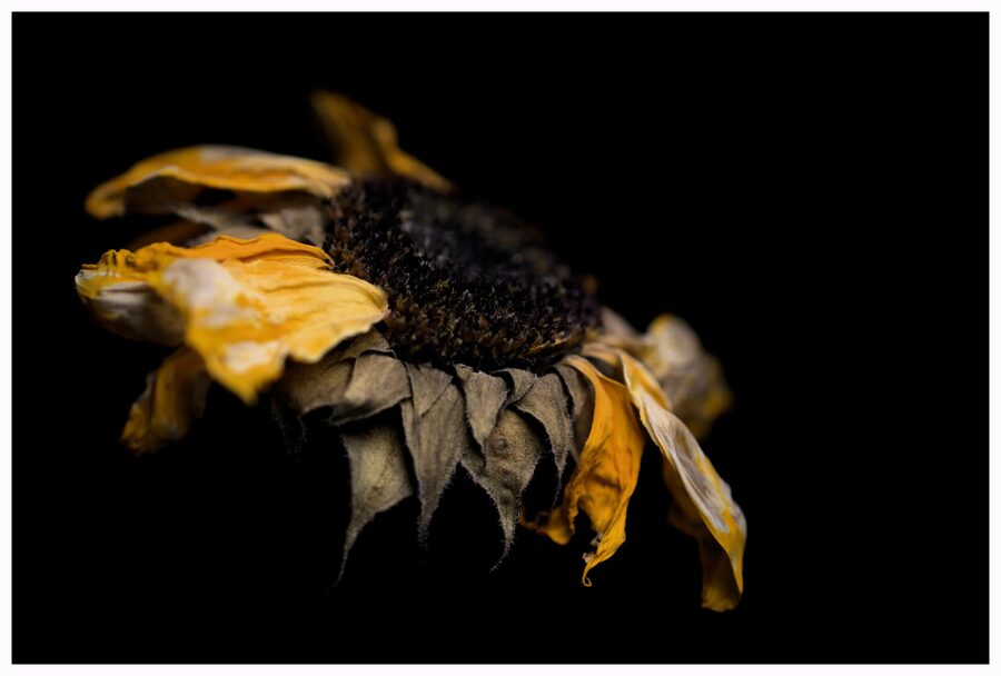 Faded Blooms, photo 4
