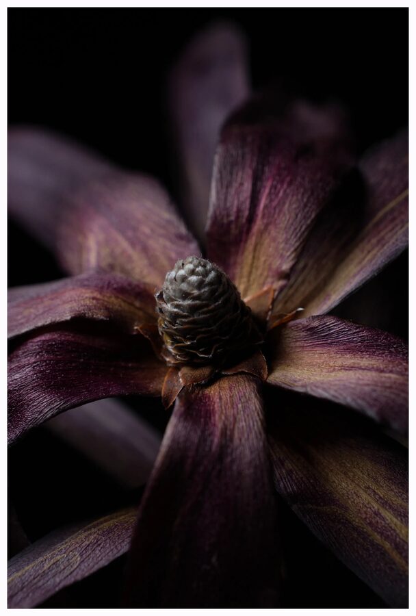 Faded Blooms, photo 3